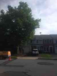 Installing root barrier to prevent damage to driveway from Sycamore tree.